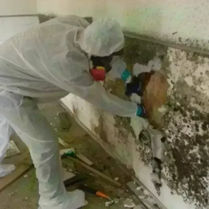 Mold Remediation and Removal in Point Baker, FL